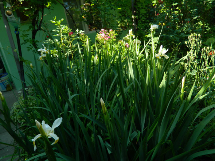 DSCN9244 - Trandafiri 2013