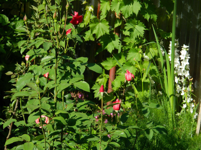 DSCN9248 - Trandafiri 2013