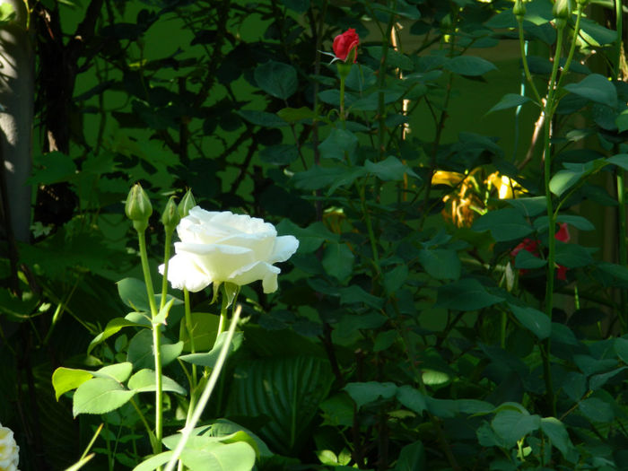 DSCN9250 - Trandafiri 2013