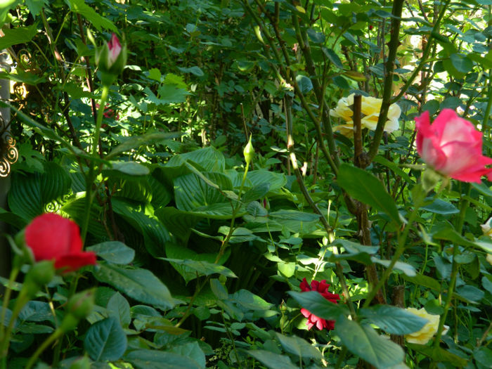 DSCN9254 - Trandafiri 2013