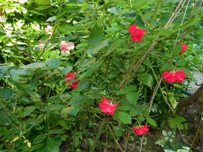 DSCN9257 - Trandafiri 2013