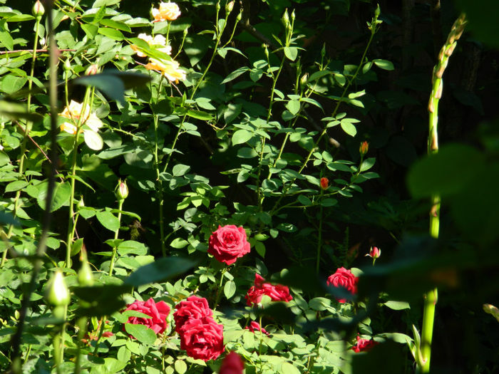 DSCN9260 - Trandafiri 2013