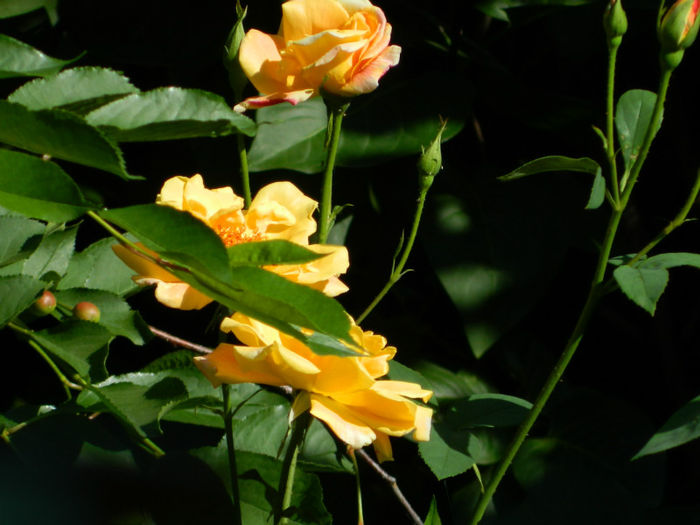 DSCN9261 - Trandafiri 2013