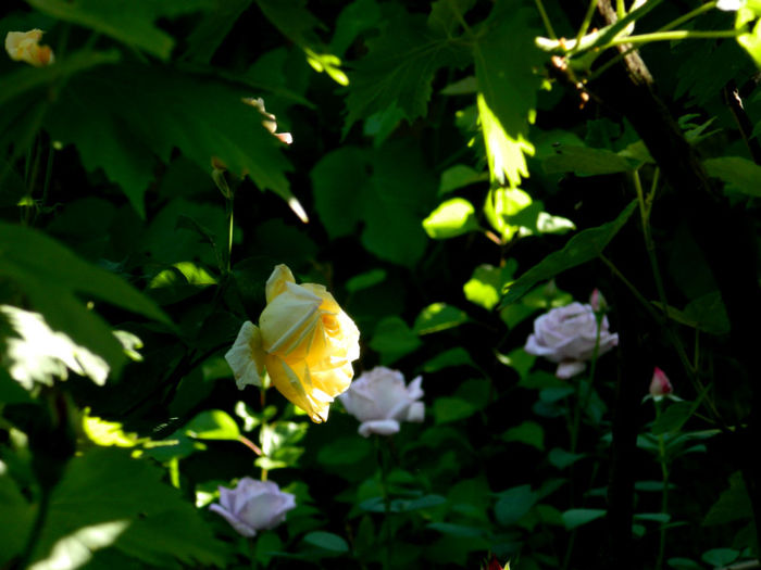 DSCN9271 - Trandafiri 2013