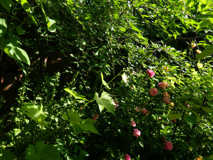 DSCN9293 - Trandafiri 2013