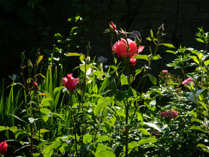 DSCN9297 - Trandafiri 2013