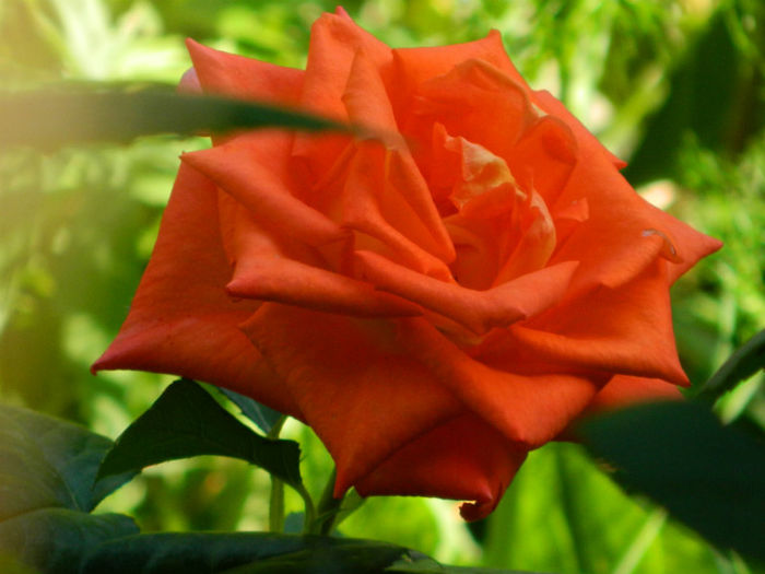 DSCN9308 - Trandafiri 2013