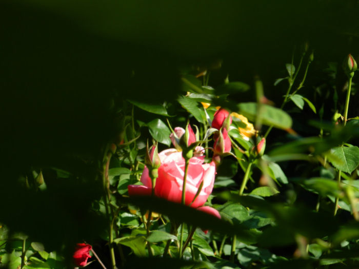 DSCN9309 - Trandafiri 2013