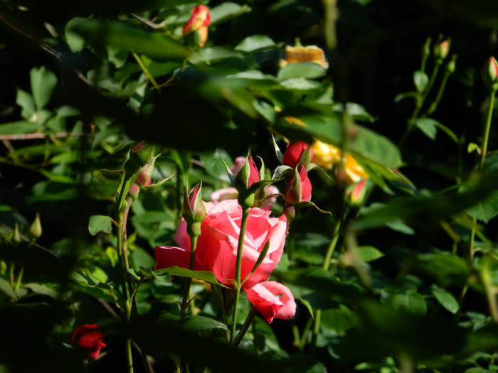 DSCN9310 - Trandafiri 2013