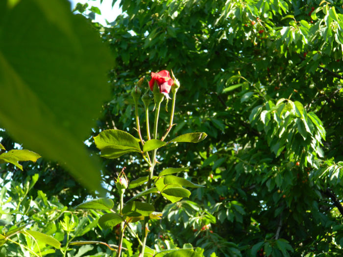 DSCN9311 - Trandafiri 2013