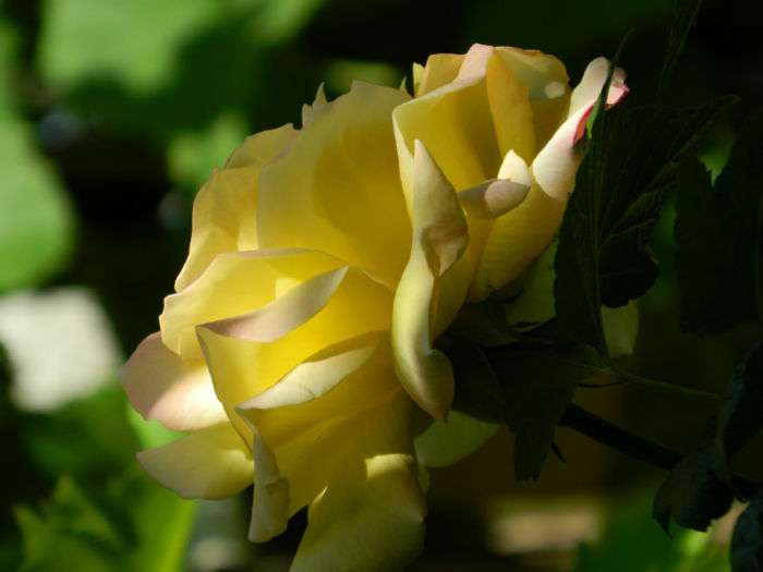 DSCN9312 - Trandafiri 2013