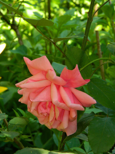 DSCN9313 - Trandafiri 2013