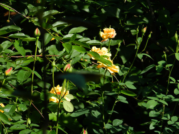 DSCN9315 - Trandafiri 2013