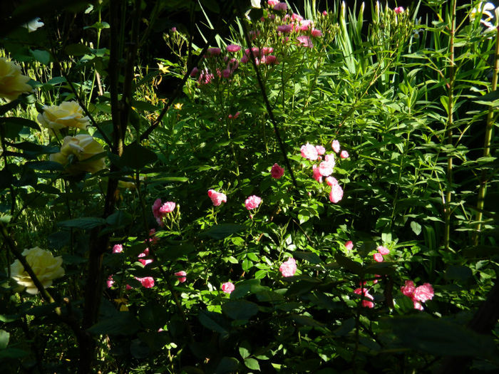 DSCN9316 - Trandafiri 2013