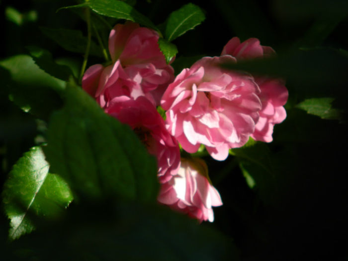 DSCN9317 - Trandafiri 2013