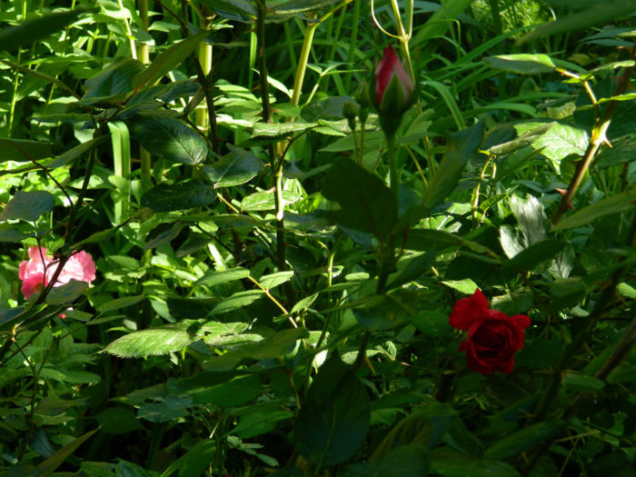 DSCN9320 - Trandafiri 2013