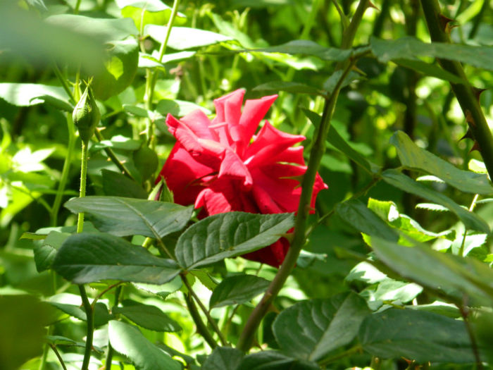 DSCN9343 - Trandafiri 2013