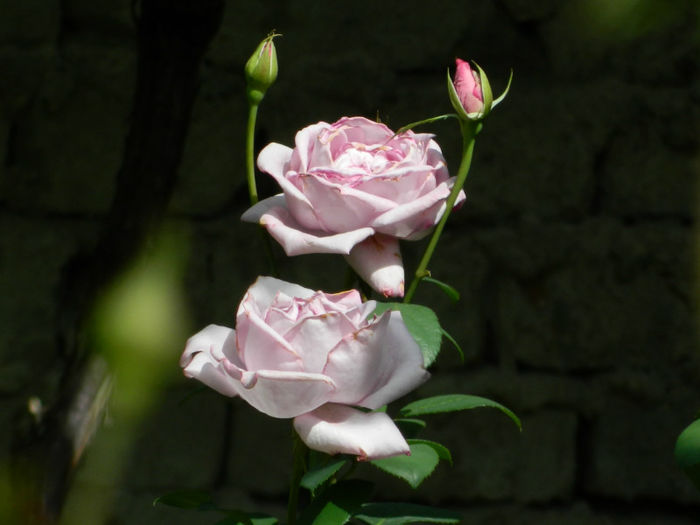 DSCN9390 - Trandafiri 2013