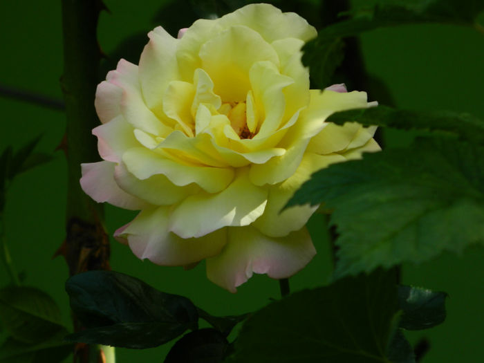 DSCN9405 - Trandafiri 2013