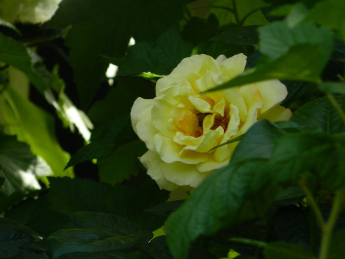 DSCN9406 - Trandafiri 2013