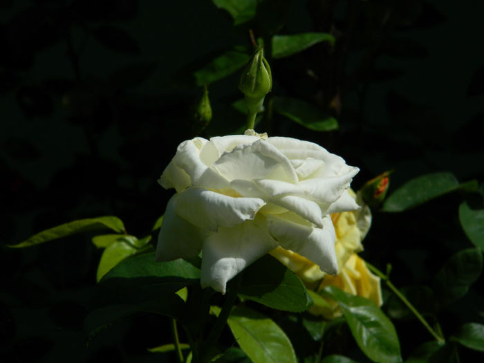 DSCN9413 - Trandafiri 2013