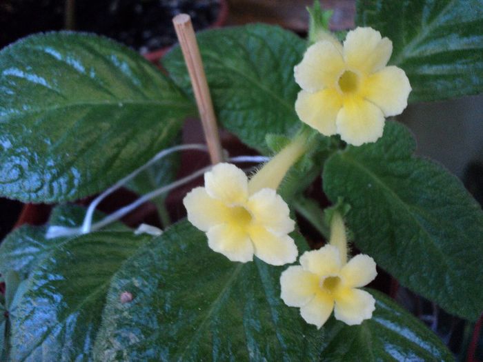 19 mai - EPISCIA - 2013