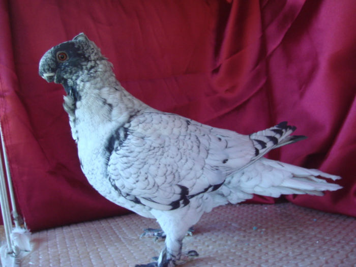 DSC03026 - TINERET  2013