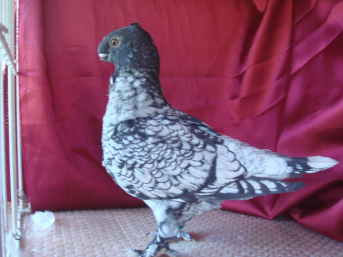 DSC03032 - TINERET  2013