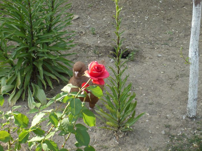 Picture 006