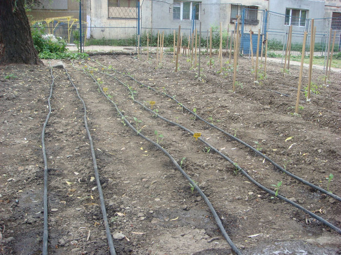 rosii, ardei, vinete, gogosari, kapia