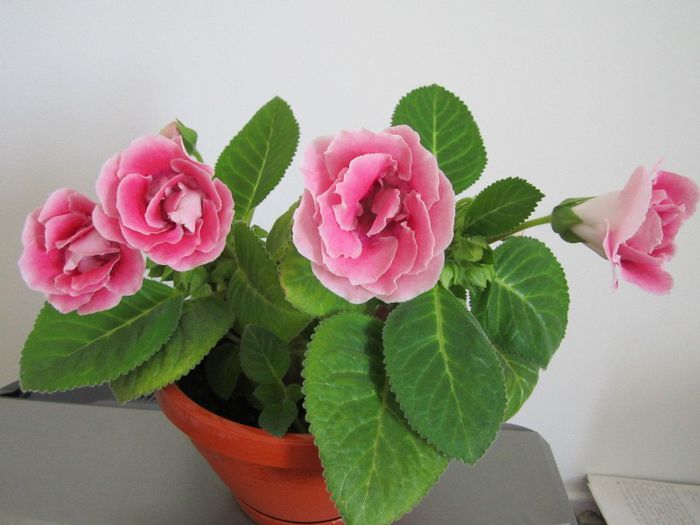 Gloxinia -Silvana Pink - Flori - 2013