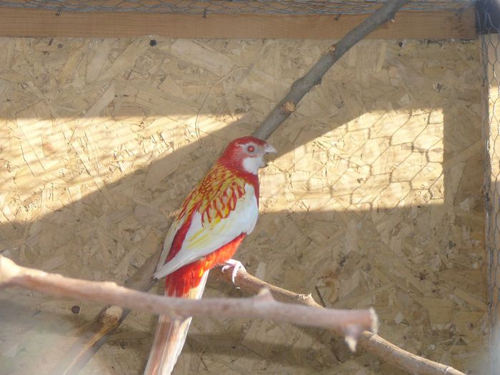 P1060717 - papagali-rossela nimfe agapornis perusi cantatori canari
