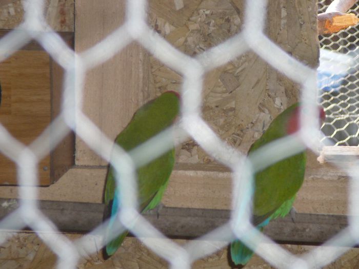 P1060730 - papagali-rossela nimfe agapornis perusi cantatori canari