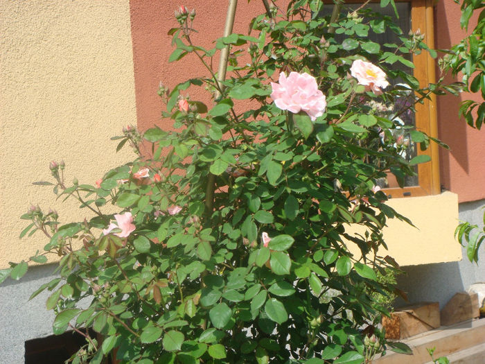 DSC05736 - 5-luna mai