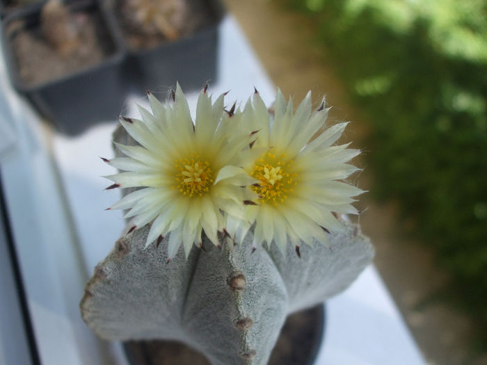 Astrophytum myriostgima v. columnare - cactusi infloriti 2013