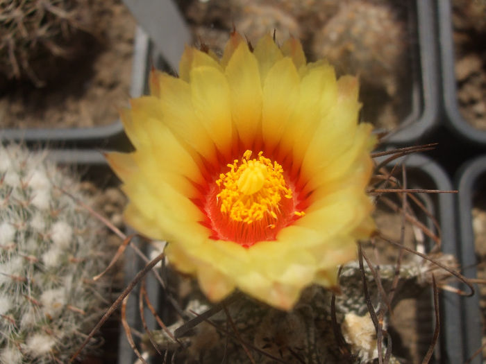 Astrophytum capricorne - cactusi infloriti 2013