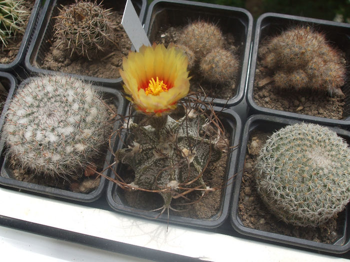 Astrophytum capricorne - cactusi infloriti 2013