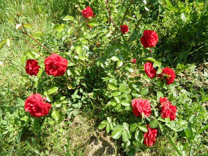 Floribunda - Trandafiri 2013