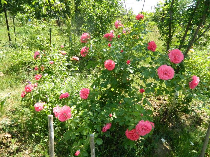 Arbust floribunda - Trandafiri 2013