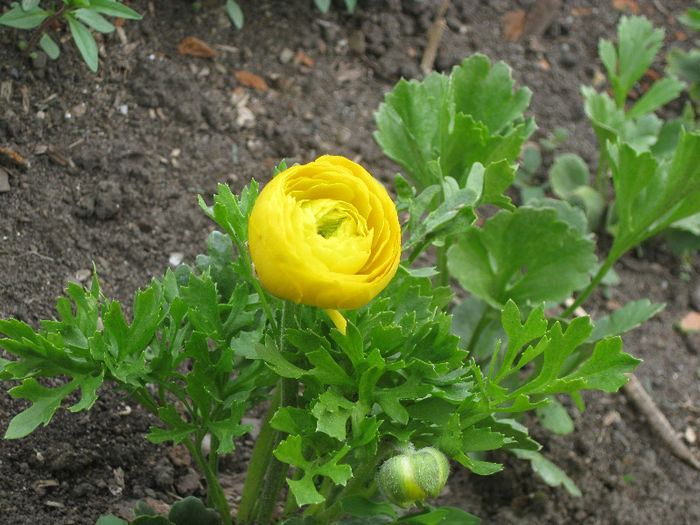 IMG_1876 - Ranunculus