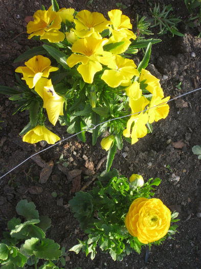 IMG_1916 - Ranunculus