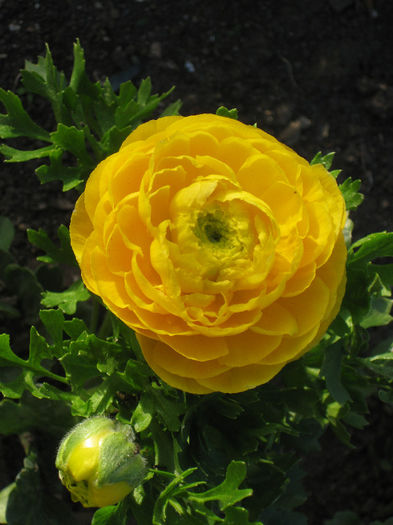 IMG_1917 - Ranunculus