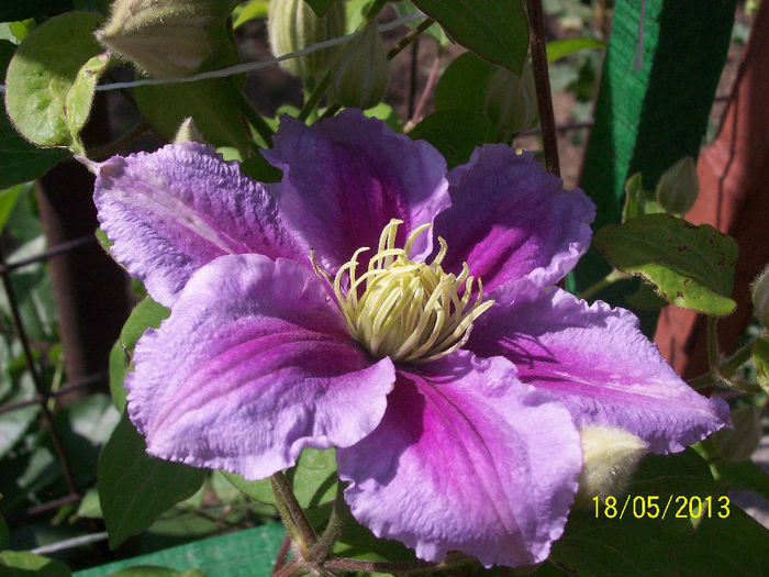 clematita Piilu