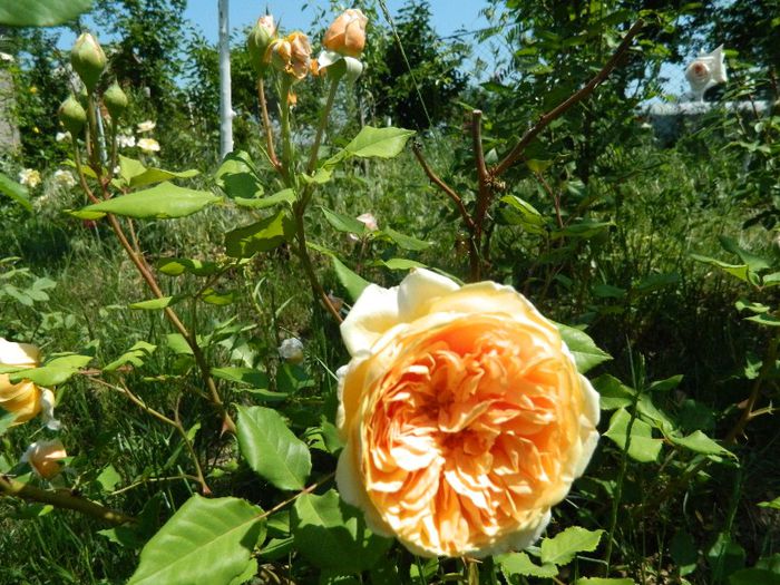 Crown Princess Margreth - Trandafiri Englezesti Lottum 2013 - creator David Austin