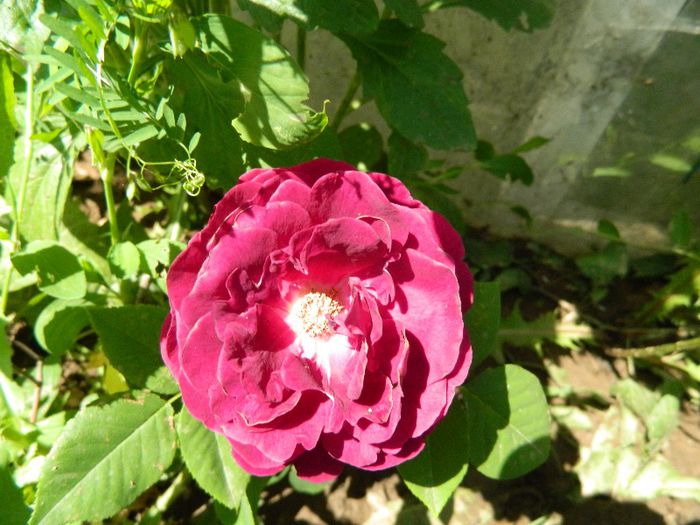 Souvenir Du Dr Jamain prima floare