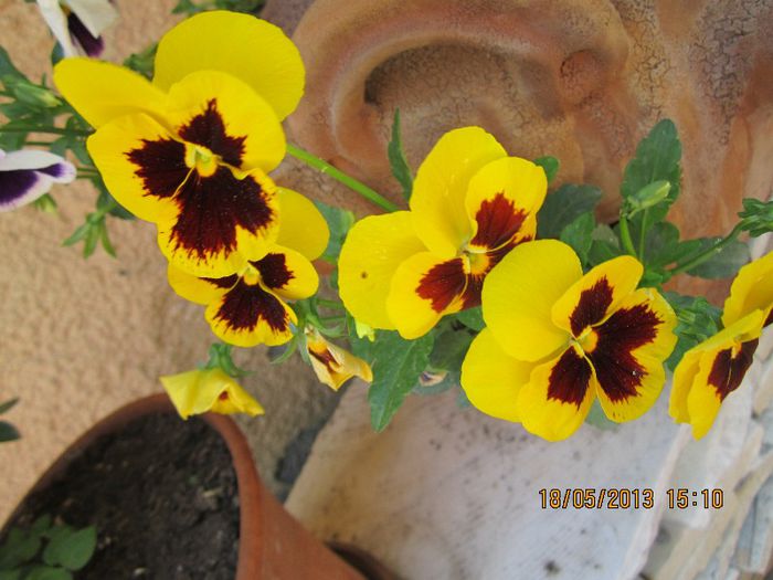 IMG_1564 - florile noastre 2013