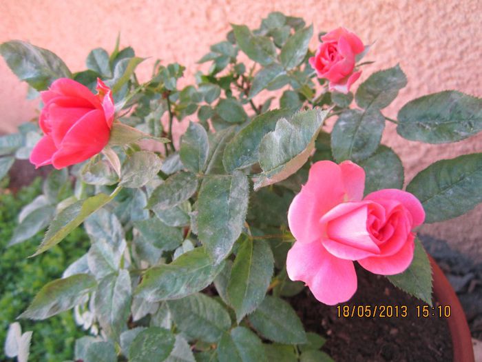 IMG_1566 - florile noastre 2013