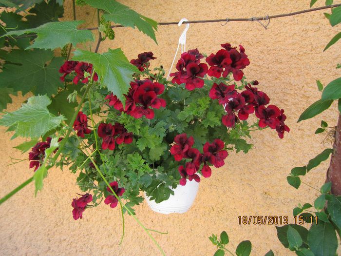 IMG_1575 - florile noastre 2013