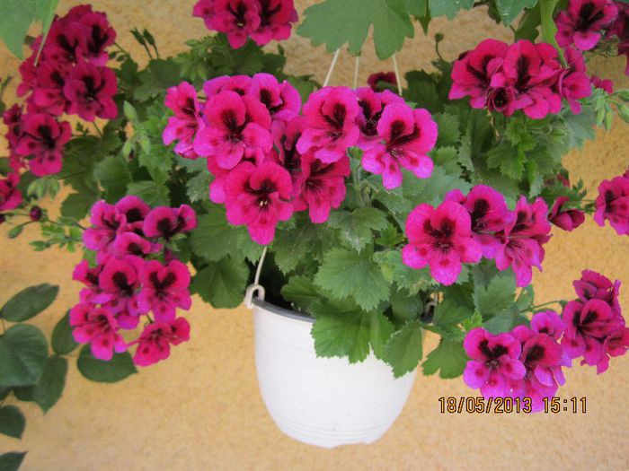 IMG_1576 - florile noastre 2013