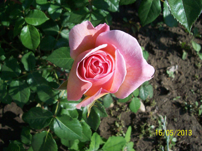 100_1956 - Abraham Darby